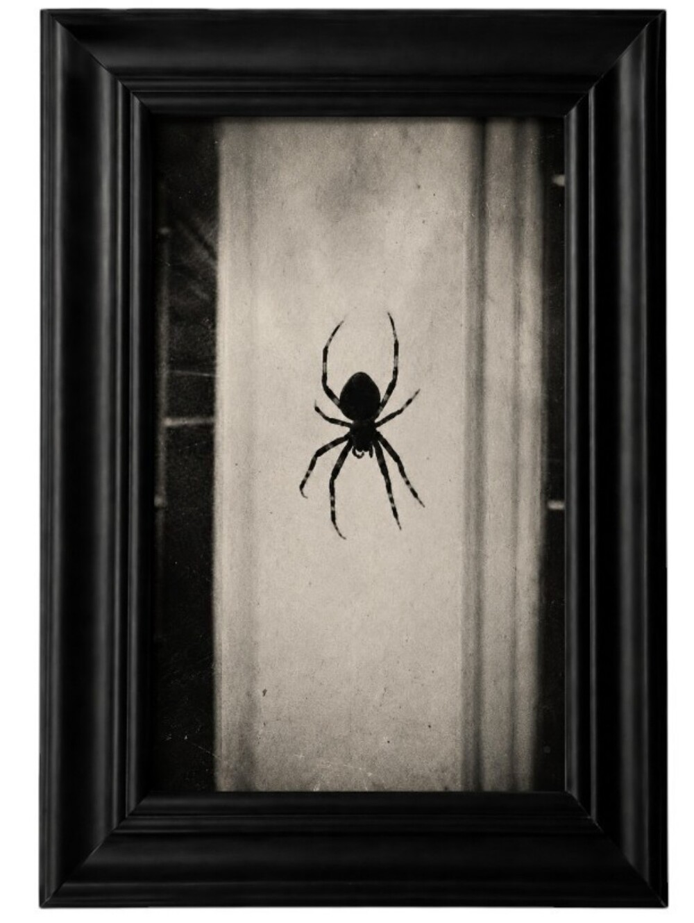 Spider web Black and white home decor goth gothic framed photo print art accents